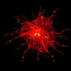 truncated-lkb1-mimics-smac-to-boost-fas-apoptosis