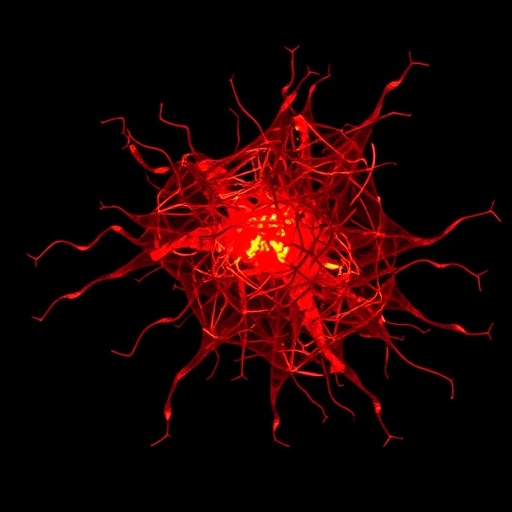 truncated-lkb1-mimics-smac-to-boost-fas-apoptosis