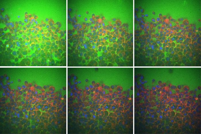 intercellular-fluid-flow-impacts-tissue-response-to-physical-forces