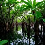 mangrove-metaphor:-diversification-fuels-sustainable-food-systems