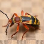 insect-foods-unlikely-to-cut-meat-consumption