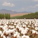 how-will-climate-change-impact-the-water-footprint-of-xinjiang-cotton?