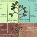 can-combining-biochar-and-trichoderma-enhance-chickpea-disease-resistance-and-boost-yield?