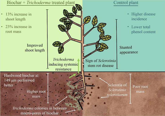 can-combining-biochar-and-trichoderma-enhance-chickpea-disease-resistance-and-boost-yield?