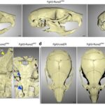 new-research-uncovers-runx2’s-role-in-shaping-skull-development