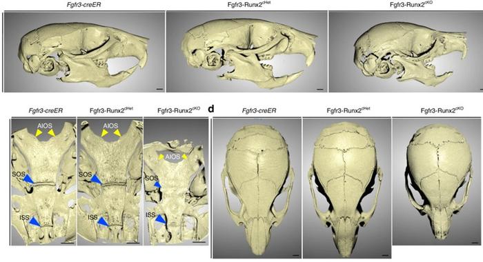 new-research-uncovers-runx2’s-role-in-shaping-skull-development