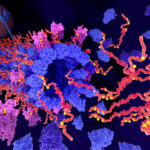 rare-gene-mutation-delays-alzheimer’s-by-damping-immune-cell-inflammatory-signaling