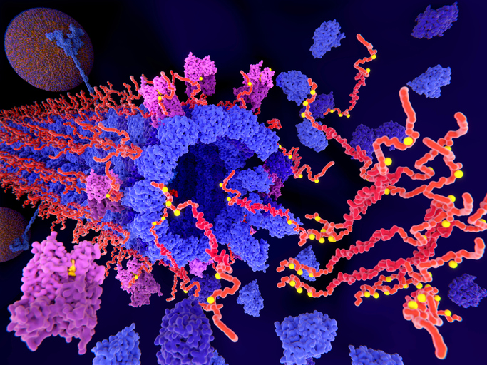 rare-gene-mutation-delays-alzheimer’s-by-damping-immune-cell-inflammatory-signaling