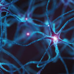 brain-receptor-structure-revealed-to-support-cerebellum-function-repair