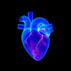 promising-early-stage-preclinical-results-for-innovative-heart-valve-developed-at-uc-irvine
