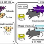 stress-activated-gene-linked-to-diabetes-uncovered-in-new-study