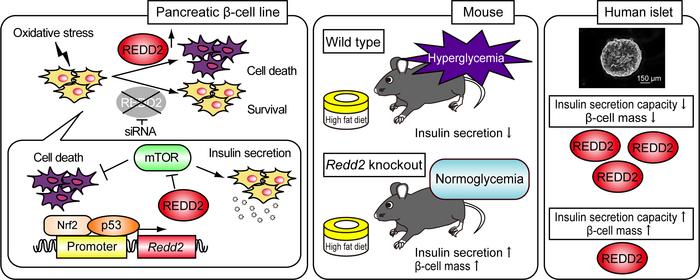 stress-activated-gene-linked-to-diabetes-uncovered-in-new-study