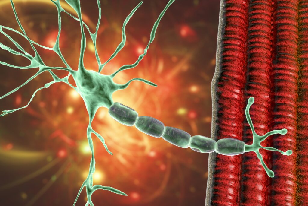 organ-chip-als-model-uses-patient-ipscs-to-uncover-early-disease-progression