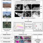 enhanced-tracking-of-spartina-alterniflora-achieved-with-sentinel-based-index