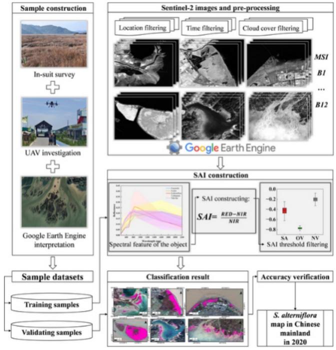 enhanced-tracking-of-spartina-alterniflora-achieved-with-sentinel-based-index