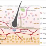 unlocking-new-frontiers-in-hair-regeneration:-breakthroughs-from-immune-system-research