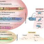 revealing-the-crucial-role-of-line-1-in-early-embryo-development