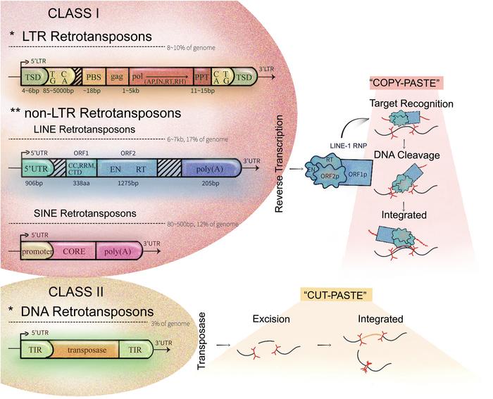 revealing-the-crucial-role-of-line-1-in-early-embryo-development