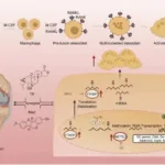 novel-combination-therapy-for-rheumatoid-arthritis:-targeting-m6a-methylation-pathways