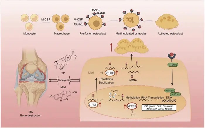 novel-combination-therapy-for-rheumatoid-arthritis:-targeting-m6a-methylation-pathways