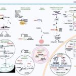 how-ribonucleases-shed-light-on-rare-genetic-disorders
