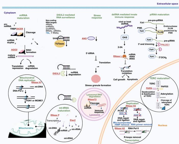how-ribonucleases-shed-light-on-rare-genetic-disorders