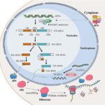 harnessing-ribosome-biogenesis-for-advances-in-liver-disease-treatment