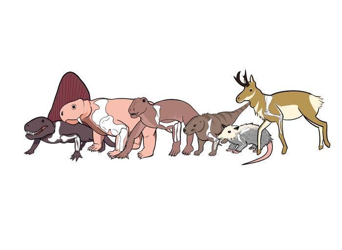 from-reptile-like-to-upright:-unraveling-the-dynamic-evolution-of-mammalian-posture