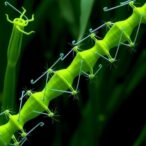 pen1-drives-rna-primer-removal-in-maize-plastids