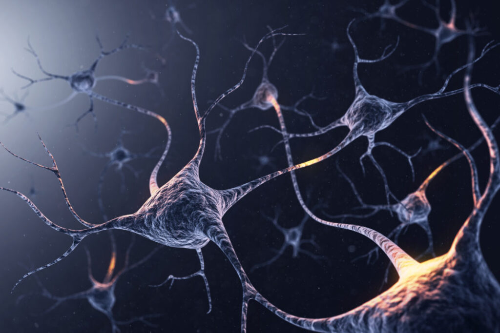 neuron-population-code-underlies-decision-making-in-the-primate-brain