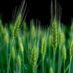 heritable-wheat-genome-editing-via-rna-virus-delivery