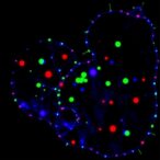 barcoded-tracing-reveals-astrocyte-glioma-suppression