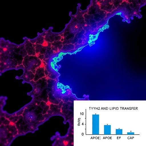 ttyh2-and-apoe-boost-endosomal-lipid-transfer