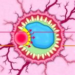 fibroblast-lipid-metabolism-controls-gut-cell-ferroptosis