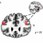 battling-mental-exhaustion?-discover-how-two-brain-regions-influence-your-will-to-persevere