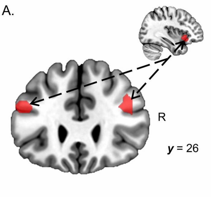 battling-mental-exhaustion?-discover-how-two-brain-regions-influence-your-will-to-persevere