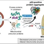 new-discoveries-reveal-the-impact-of-abnormal-chromosome-numbers