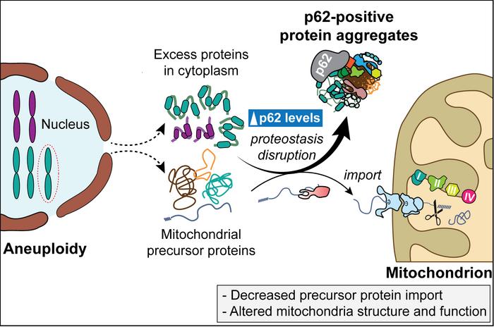 new-discoveries-reveal-the-impact-of-abnormal-chromosome-numbers