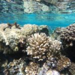 ripple-effects-of-groundwater-influx-on-coral-reef-ecosystems