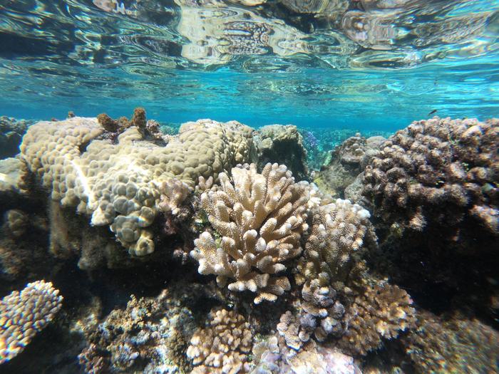 ripple-effects-of-groundwater-influx-on-coral-reef-ecosystems