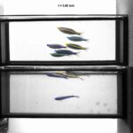 new-study-challenges-long-held-beliefs-about-fish-school-shapes