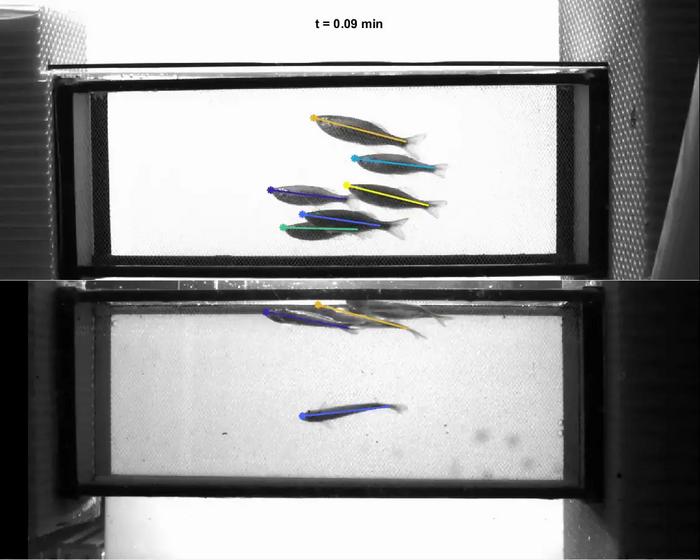 new-study-challenges-long-held-beliefs-about-fish-school-shapes