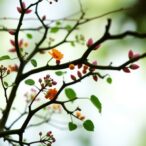managing-cancer-patients’-microbiota:-an-ecological-approach