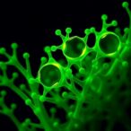 tef30-complexes-drive-photosystem-ii-repair-in-algae