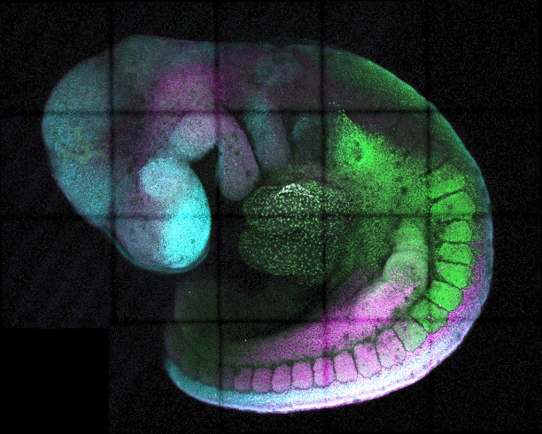 genetic-“dimmer-switch”-offers-precise-gene-expression-control