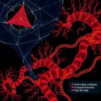 scep3-links-synapsis-initiation-and-crossover-formation