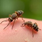 intraspecies-warfare-limits-strain-coexistence-on-skin