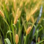 south-to-north-water-project’s-impact-on-grain-production