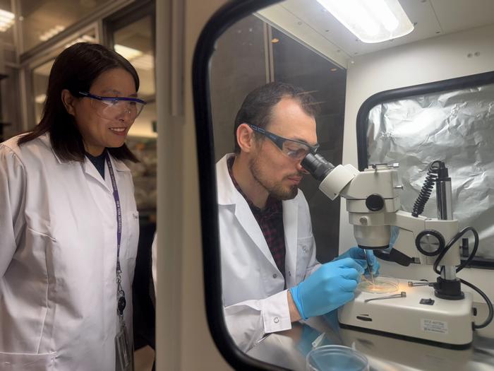 nyuad-researchers-discover-connection-between-brain-development-and-mental-health-disorders