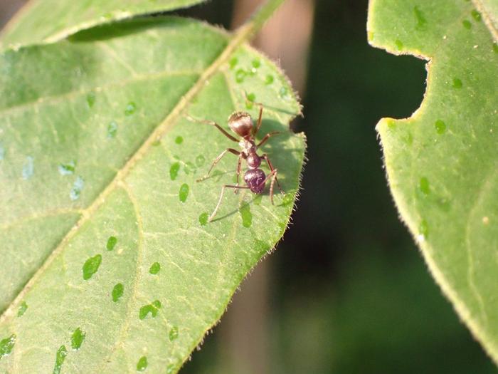 unexpected-allies-in-combating-the-spotted-lanternfly:-the-role-of-ants
